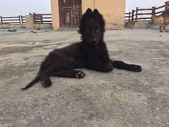 German Shepard puppies/ black Gsd for sale/Gsd babies / German Shepard