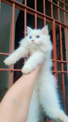 persian triple coat Blue eyes