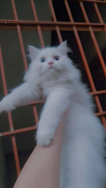 persian triple coat Blue eyes 1