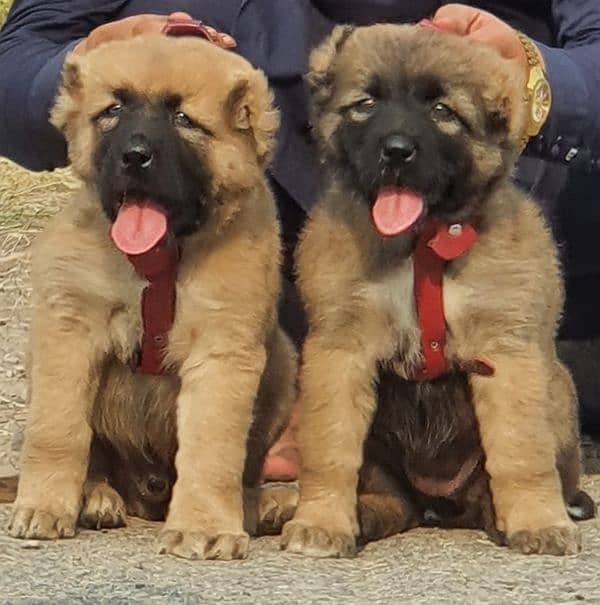 King Kurdish Kangal dog pair 3 months for sale security dog 0