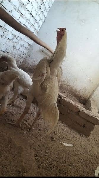 White O Shamo /Aseel chicks / king size / shamo chicks /high Quality 6