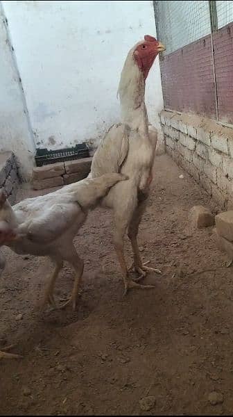 White O Shamo /Aseel chicks / king size / shamo chicks /high Quality 7