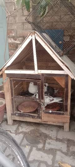 Fancy pigeons 4 with cage