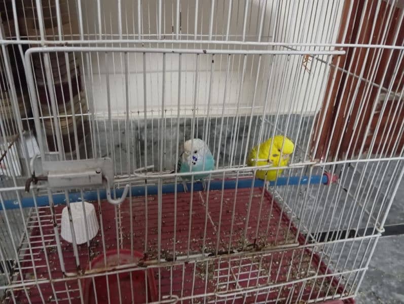 two Australian parrots with cage two pots  portein 1