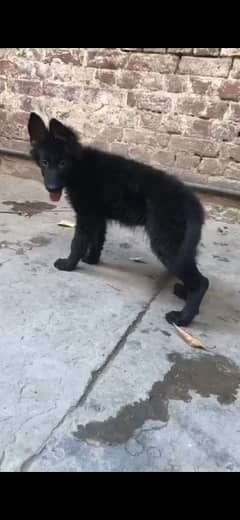 Black German shepherd long coat female 3month 25 days ki ha