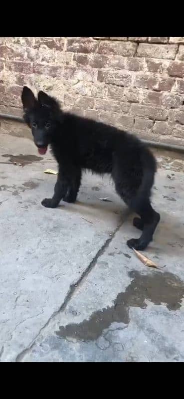 Black German shepherd long coat female 3month 25 days ki ha 0