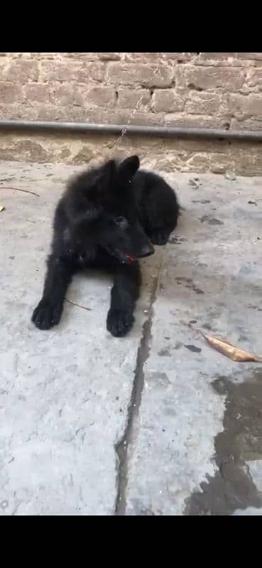 Black German shepherd long coat female 3month 25 days ki ha 1