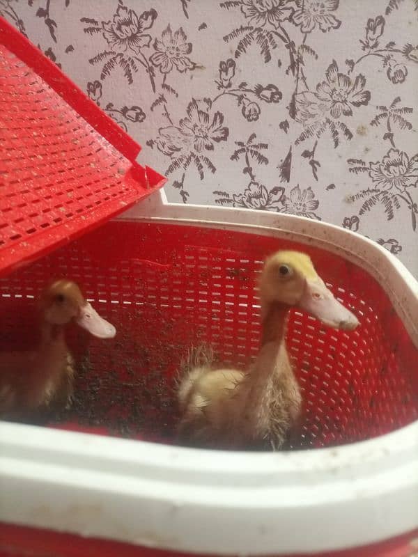 duck pair 2month age 0