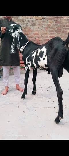 mashallah achi quality may Bakra qurbani Kay leye best hay kheera hay