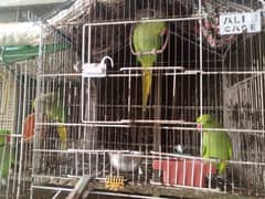 Beautiful Parrot for Sale