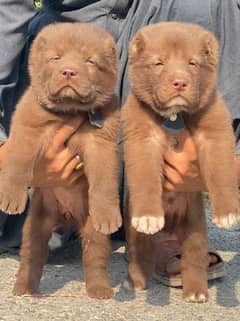 Afghan Kochi Pair | security dog for sale | Afghan Kuchi Breed