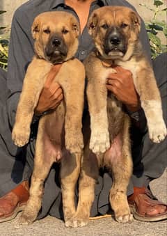 Kurdish Kangal Pair | security dog for sale | Kurdish Kangal  Breed