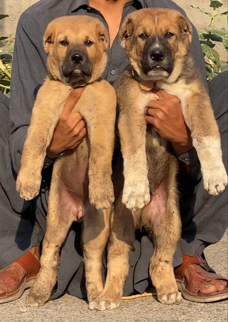 Kurdish Kangal Pair | security dog for sale | Kurdish Kangal  Breed 0