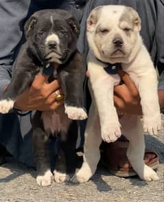 Alabai dog | King Alabai pair | security dog for sale | Alabai Breed