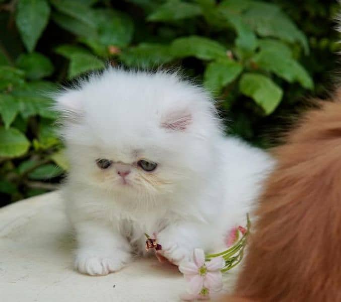 Persian kittens peki face imported bloodline 0