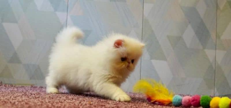 Persian kittens peki face imported bloodline 1