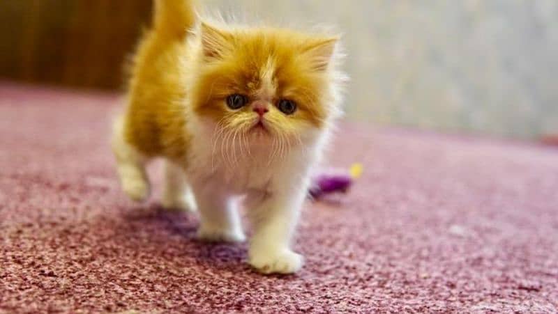 Persian kittens peki face imported bloodline 3