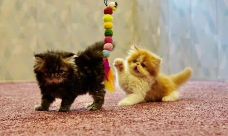 Persian kittens peki face imported bloodline 4