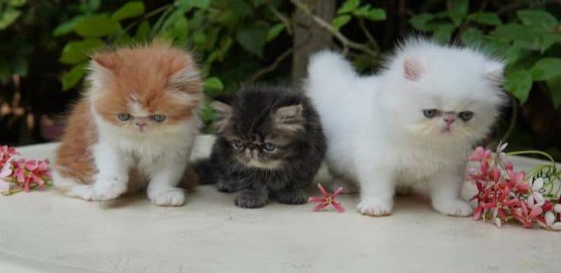 Persian kittens peki face imported bloodline 6