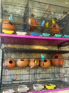 4-pairs Australian & 2-cages(3 portin cages)