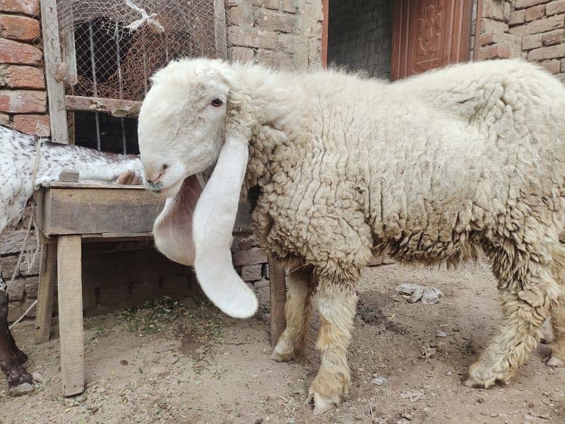 kajla / Kajli / bakra | sheep | Breader | بکر| بکری | Sheep for sale. 16