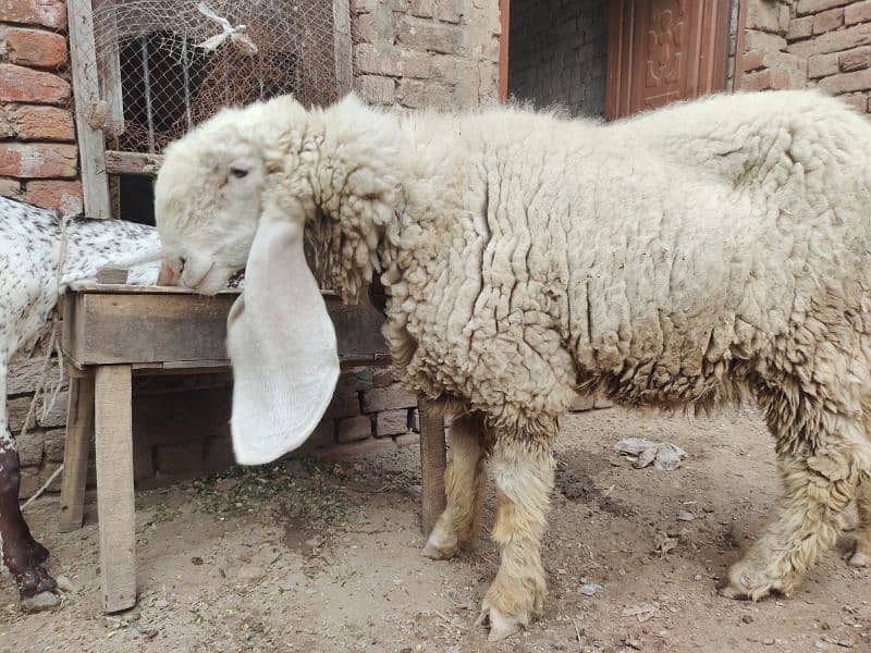 kajla / Kajli / bakra | sheep | Breader | بکر| بکری | Sheep for sale. 6