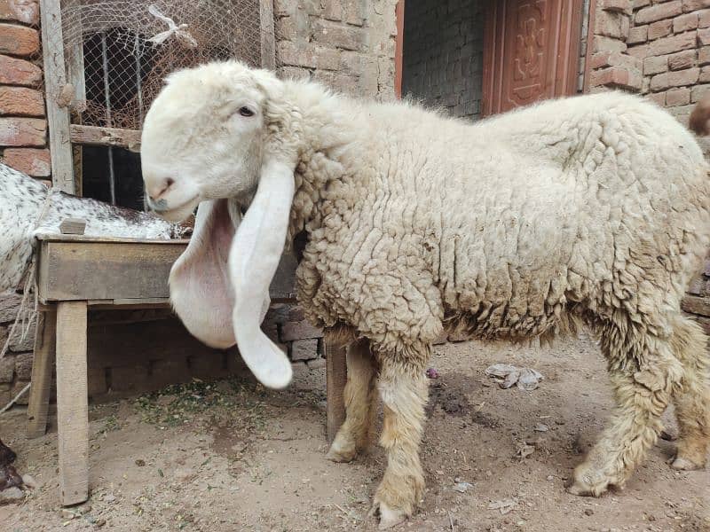 kajla / Kajli / bakra | sheep | Breader | بکر| بکری | Sheep for sale. 2