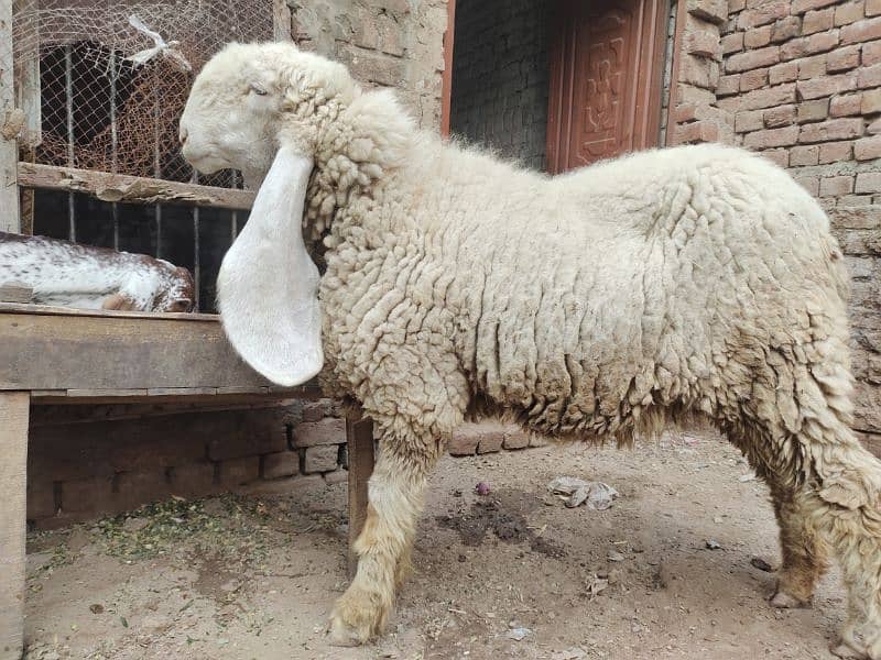 kajla / Kajli / bakra | sheep | Breader | بکر| بکری | Sheep for sale. 3