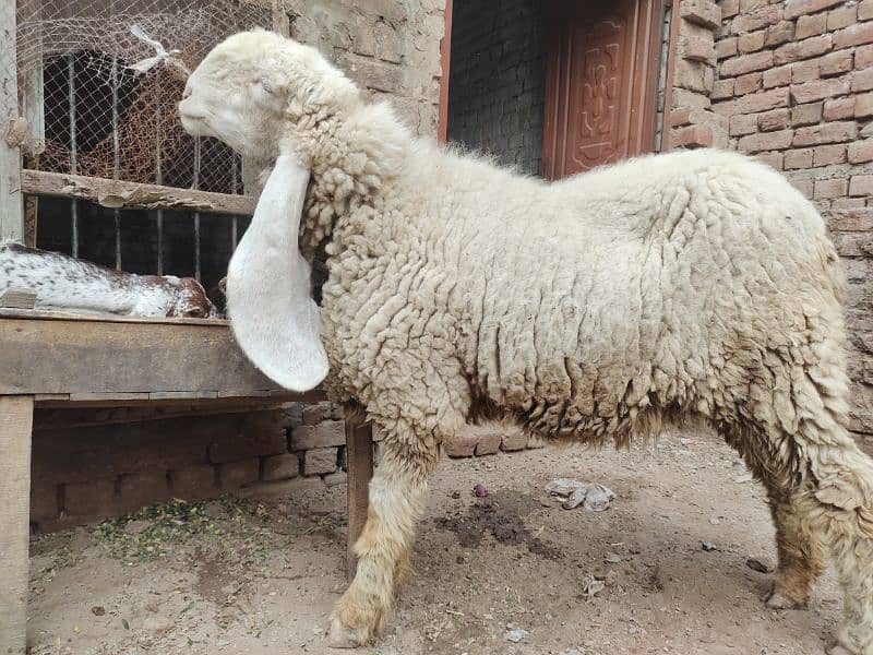 kajla / Kajli / bakra | sheep | Breader | بکر| بکری | Sheep for sale. 4