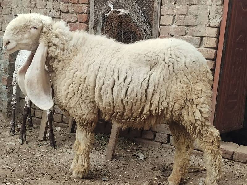 kajla / Kajli / bakra | sheep | Breader | بکر| بکری | Sheep for sale. 5