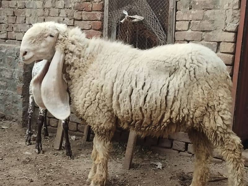 kajla / Kajli / bakra | sheep | Breader | بکر| بکری | Sheep for sale. 1