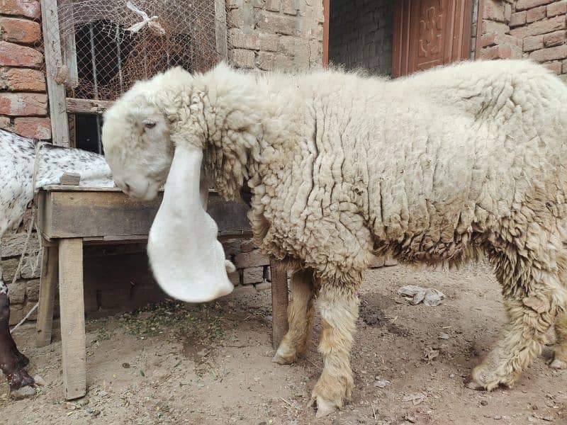 kajla / Kajli / bakra | sheep | Breader | بکر| بکری | Sheep for sale. 7