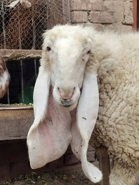 kajla / Kajli / bakra | sheep | Breader | بکر| بکری | Sheep for sale. 9