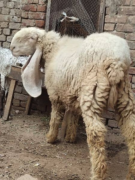 kajla / Kajli / bakra | sheep | Breader | بکر| بکری | Sheep for sale. 10