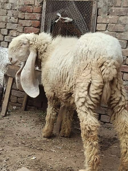 kajla / Kajli / bakra | sheep | Breader | بکر| بکری | Sheep for sale. 11