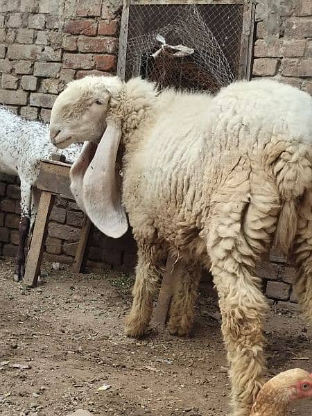 kajla / Kajli / bakra | sheep | Breader | بکر| بکری | Sheep for sale. 12