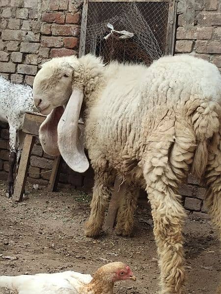 kajla / Kajli / bakra | sheep | Breader | بکر| بکری | Sheep for sale. 13