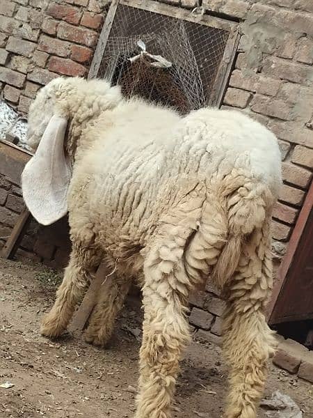 kajla / Kajli / bakra | sheep | Breader | بکر| بکری | Sheep for sale. 14