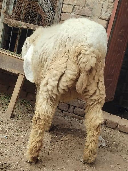 kajla / Kajli / bakra | sheep | Breader | بکر| بکری | Sheep for sale. 15