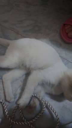 percian cat for sale urgent