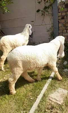 sheep for sale