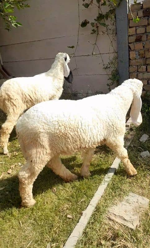 sheep for sale 0