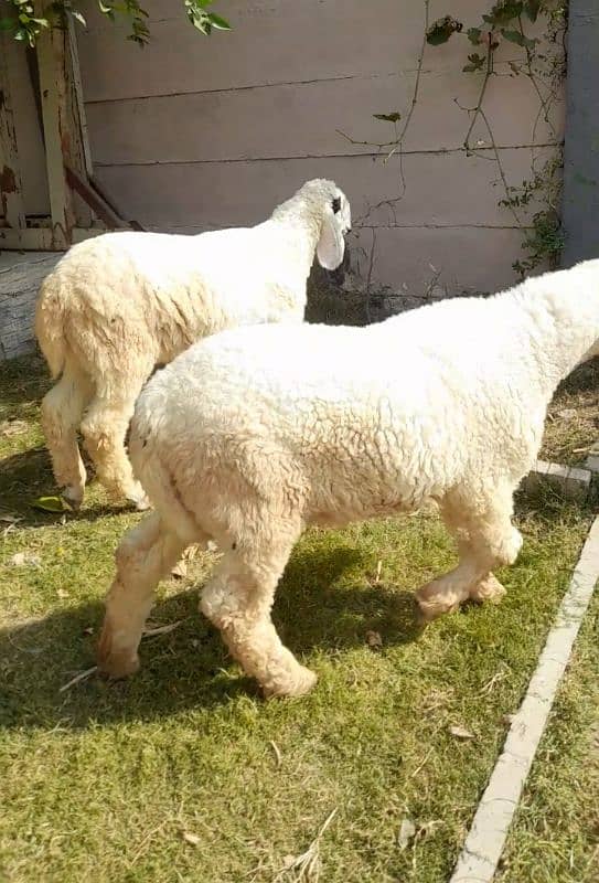 sheep for sale 2