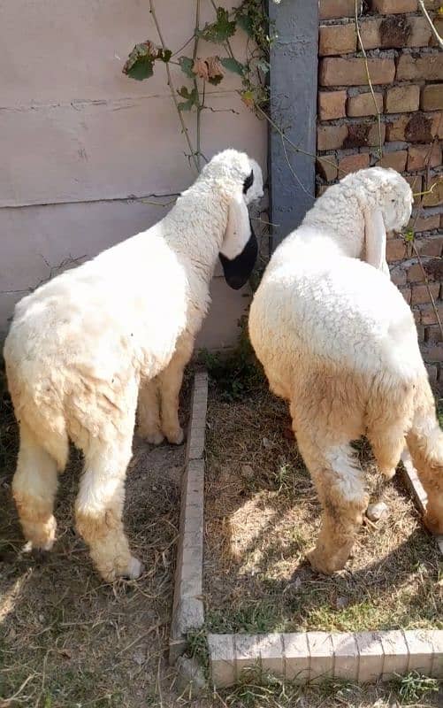 sheep for sale 3