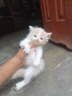 persian kitten | grey Kittens | semi punch face | cute | tripple coat