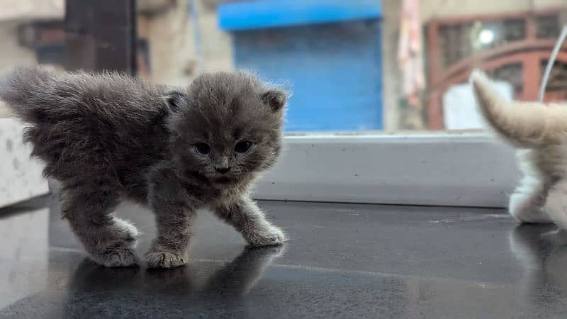 persian kitten | grey Kittens | doll face | cute | Double coat 4