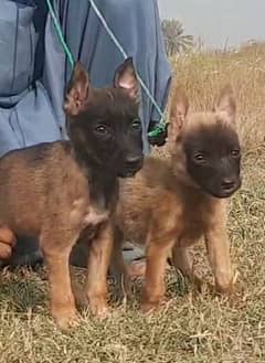 Alsatian bhagyali male and female for sale available