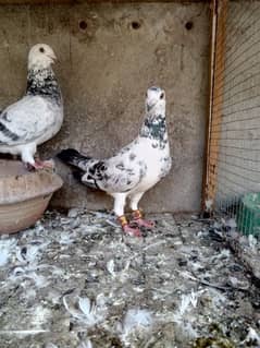 qasid breeder pair.    pigeons