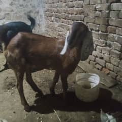 Goats for sale in cheap price