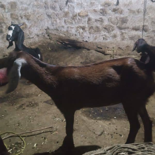 Goats for sale in cheap price 1